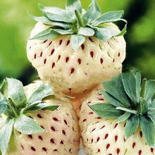 Plant Seeds (Fragissimo vanilla) known for fragrant strawberry variety