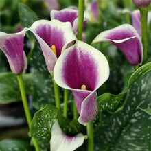 Calla Lily Seeds (Zantedeschia spp.) for a lasting display in the Flower Bed & Home Garden