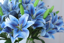 Blue Heart Lily Seeds (Crinum spp.) for seasonal color across the Flower Bed & Water Garden