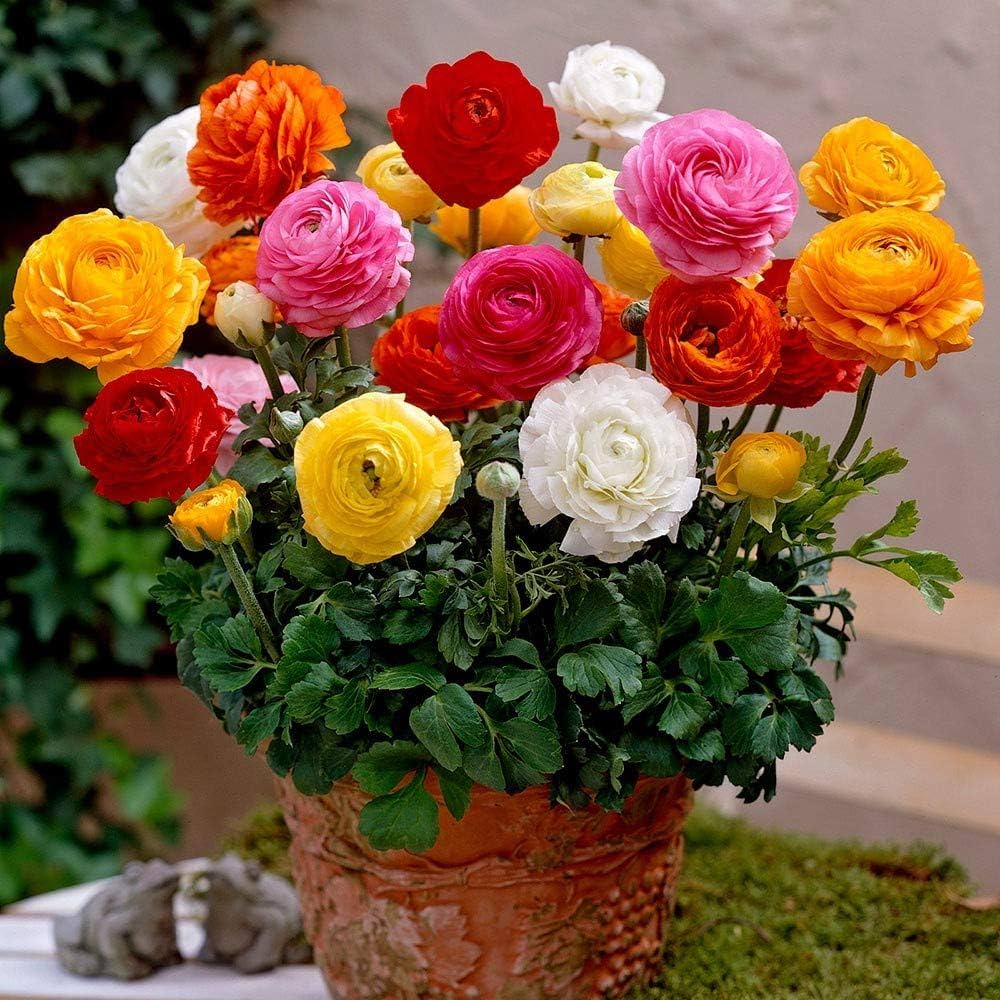 Ranunculus Ranunculus asiaticus flower seeds for home garden planting - for planting in home garden
