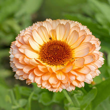 Pink Surprise Seeds (Calendula officinalis) for a bright addition to the Flower Home Garden