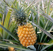 Pineapple Seeds (Ananas comosus) for a sweet addition to the home orchard