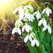 Snowdrop Seeds (Galanthus nivalis) for gardeners building out beds and borders