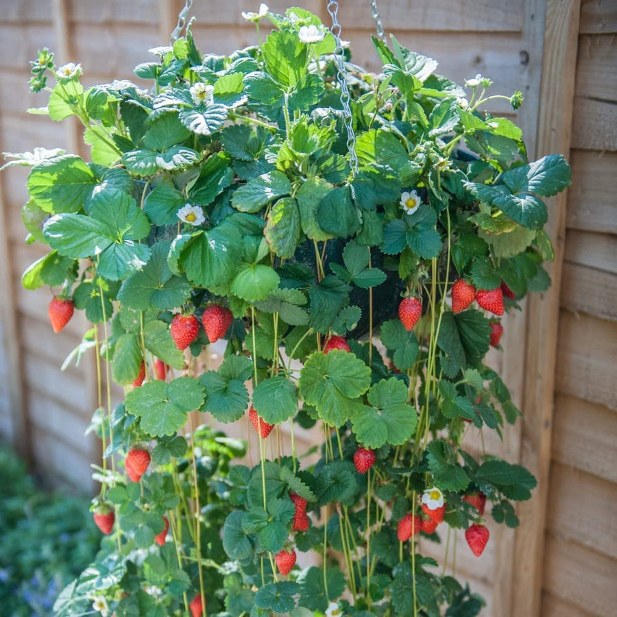 Giant Climbing Strawberry Fruit Seeds