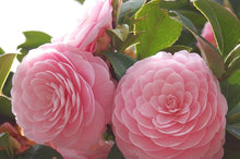 Pink Camellia Seeds for a lasting addition to the landscape