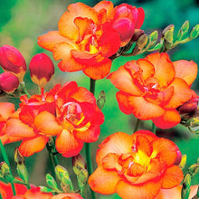 Freesia Seeds (Freesia spp.) for reliable seasonal color