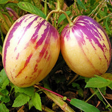 Solanum Muricatum Melon Pear Seeds for a fresh homegrown crop from the Vegetable Patch