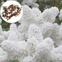 Japanese Lilac Seeds (Syringa reticulata) for long-term planting in the backyard garden landscapes