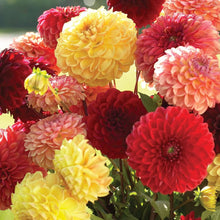 Mixed Color Chinese Dahlia Paeonia Seeds for a colorful addition to any planting