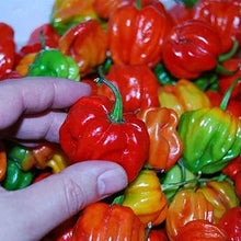 Aji Dulce #2 Pepper Seeds (Capsicum chinense) for productive rows in the tropical kitchen garden beds