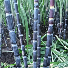 Sugar Cane Seeds et  Ornamental Garden Plant for Home Gardening