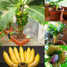 Dwarf Banana Tree Seeds for growers wanting a homegrown harvest