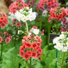 Candelabra Primrose Seeds (Primula denticulata) for a bright addition to the Flower Bed