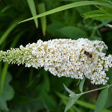 Bush Various Species White Beautiful Seeds for growers filling out the Garden Seasonal Displays