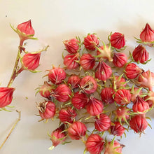 Hibiscus Sabdariffa Roselle Seeds prized for red Drought Tolerant Ornamental Planting