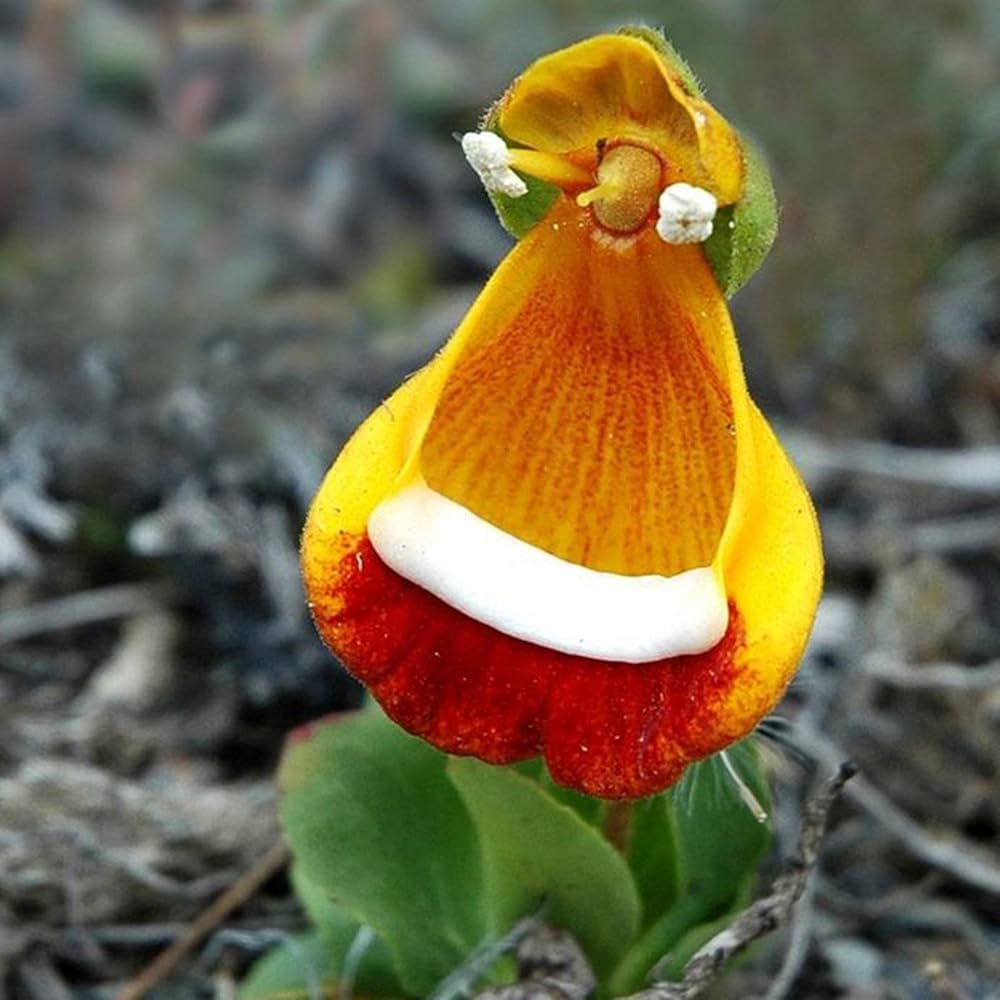Pink calceolaria flower seeds for bonsai pots and DIY home gardens