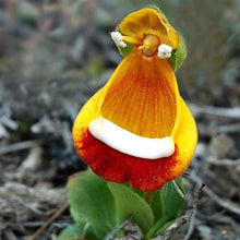Pink calceolaria flower seeds for bonsai pots and DIY home gardens