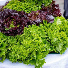 Lettuce Seeds prized among growers for salads