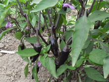 Czech Black Hot Pepper Seeds for a productive addition to the vegetable patch