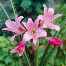 Crinum Crinum Asiaticum Seeds known for tropical Large Ornamental Displays