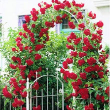 Climbing Rose Seeds for vertical growth across the Colors Garden Trellis