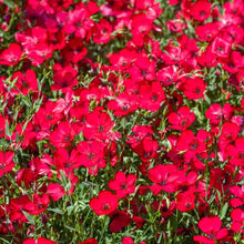 Scarlet Flax ��������� Linum rubrum ��������� for planting in ornamental flower beds