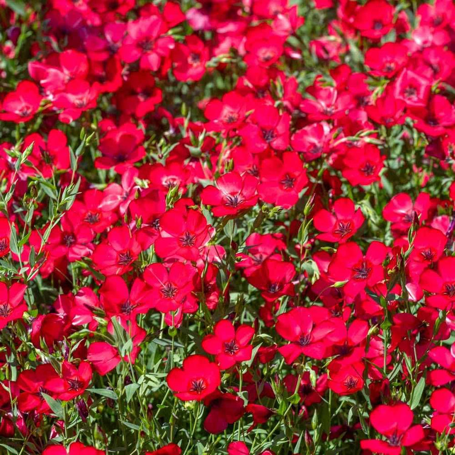 Scarlet Flax ��������� Linum rubrum ��������� for planting in ornamental flower beds