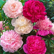 Peony Bonsai Seeds for growers establishing the Flower Mixed Color Garden
