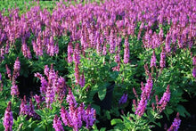Rose Queen Salvia Seeds for gardeners building out beds and borders