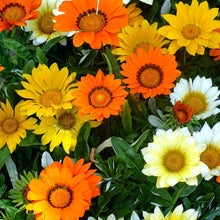 Semi Gazania Chrysanthemum Chrysanthemum Morifolium Seeds for a lasting display in the Balcony Indoor Pots
