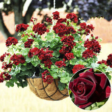 Geranium Pelargonium Hortorum Bonsai Seeds for a lasting addition to the Balcony Window Boxes