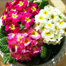 Primrose Primula Vulgaris Mini Seeds for long-term planting in the Small Spaces