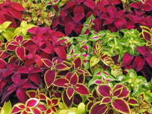 Coleus Jazz Marmor Seeds for a lasting display in the flower bed home garden