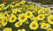 Tidy Tips Layia Platyglossa Seeds for colorful blooms in the Pollinator Seasonal Meadows