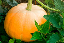 Pumpkin Seeds (Cucurbita pepo) for productive rows in the Vegetable Large Garden