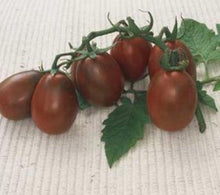 Black Seeds (Plum tomato) prized among growers for roasting and drying