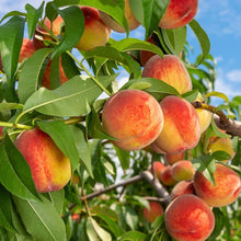 Peach Seeds (Prunus persica) for growers planting the Orchard
