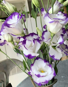 Eustoma Seeds for reliable seasonal color