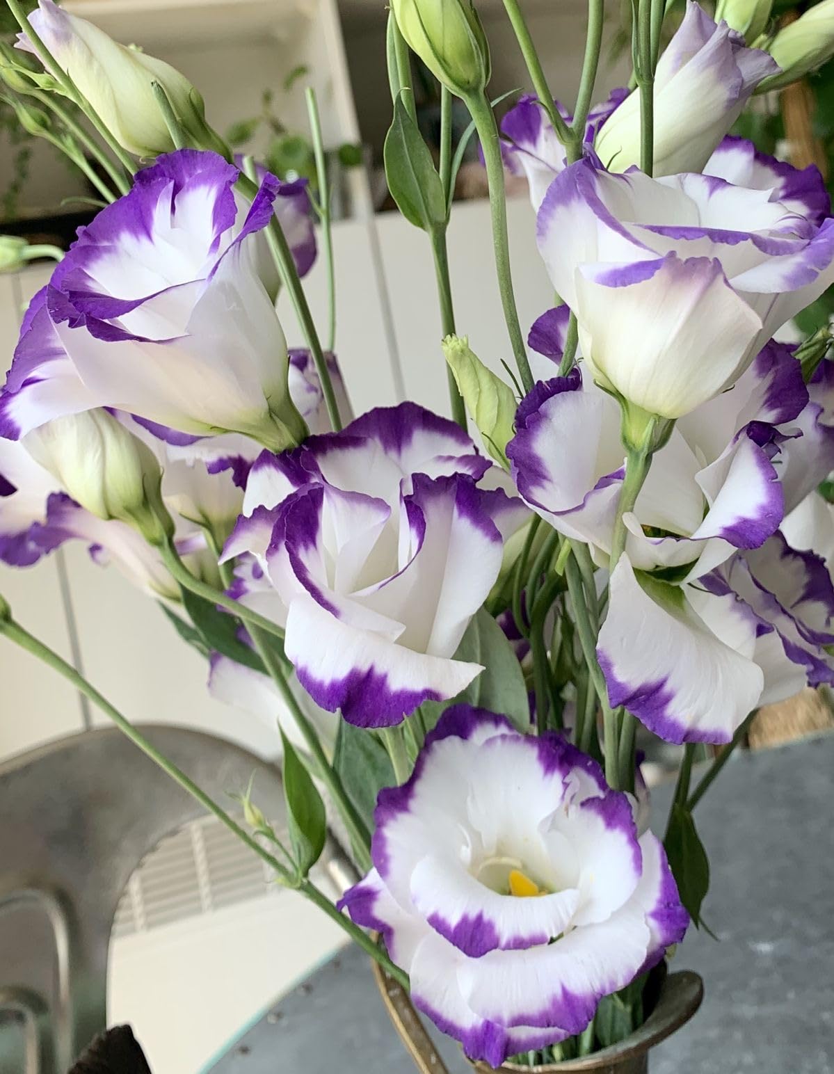 Lisianthus Eustoma Grandiflorum Lila and White Flower Seeds for Planting – Perfect for Floral Arrangements and Garden Displays