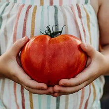Tomato Seeds (Solanum lycopersicum) for growers stocking the Vegetable Patch