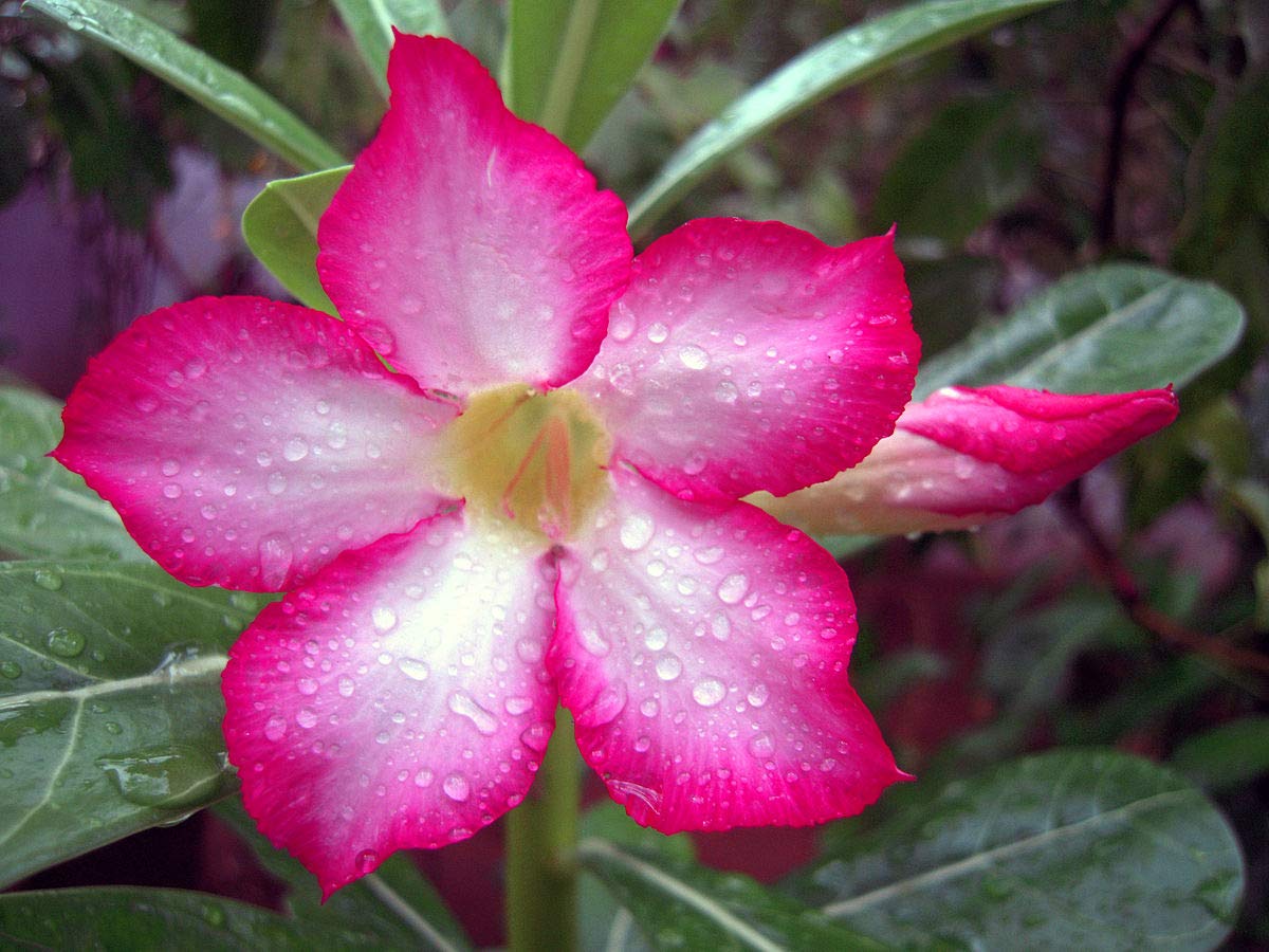 Rose Rosa Hybrida Flower Seeds for Planting – Classic Variety for Garden Beds, Bouquets, and Decorative Borders