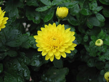 Chrysanthemum Chrysanthemum Morifolium flower Seeds for growers filling out the kitchen garden borders and outdoor planters