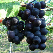 Kyoho Grape Seeds (Vitis vinifera) for a homegrown harvest from the Garden & Urban Garden
