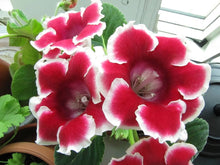 Univalve Gloxinia Seeds (Sinningia speciosa) for a bright addition to the home garden and balcony containers