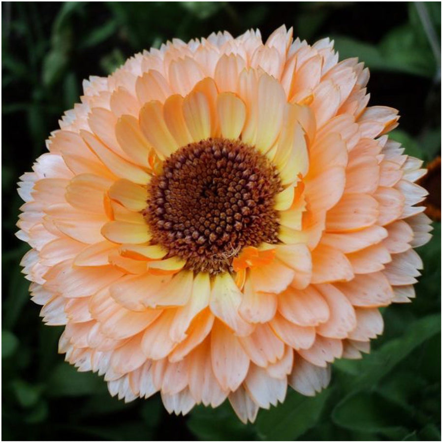 Rosa Surprise calendula  herbal tea and cut flower seed