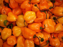 Plant Seeds (Habanero pepper) for productive rows in the kitchen garden or balcony containers