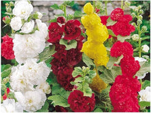 Hollyhock flower Alcea rosea summer carnival mixed color seeds for planting in backyard garden or containers