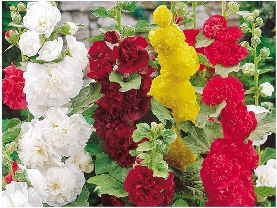 Hollyhock flower Alcea rosea summer carnival mixed color seeds for planting in backyard garden or containers