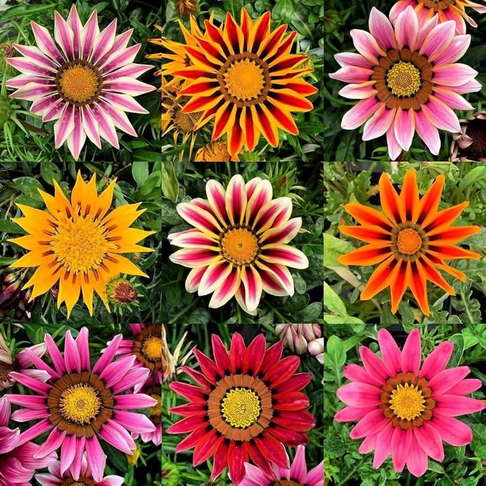 Gazania Gazania Rigens Flower Seeds for Planting – Ideal for Sunny Home Garden and Ground Cover