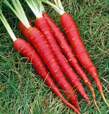 Atomic Red Carrot Seeds for growers stocking a kitchen garden